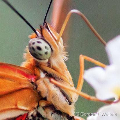 Orange Butterfly_28220crop.jpg - Photographed at Ottawa, Ontario, Canada.